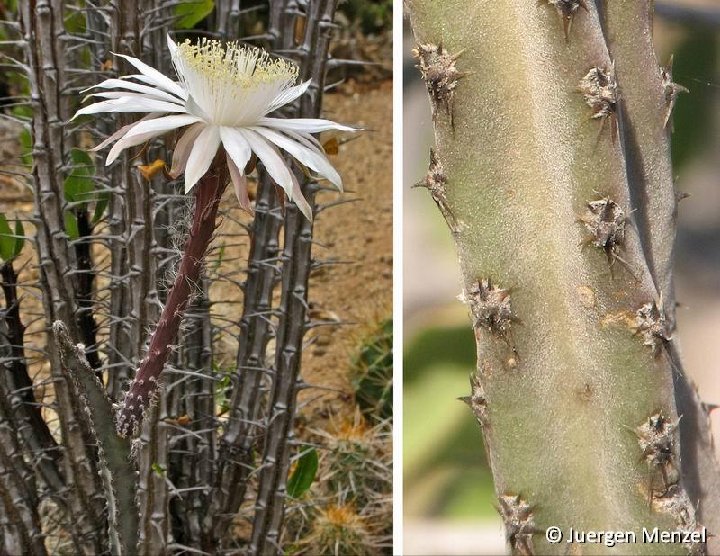 Peniocereus greggii transmontanus ©Juergen Menzel